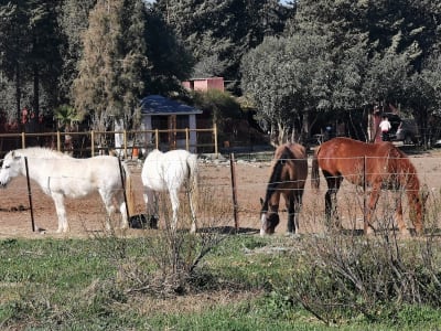 Finca El Álamo - hipica in Alcalá de los Gazules