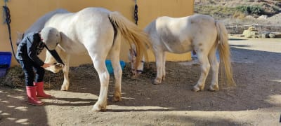 Mijas Valley Horse Club - hipica 