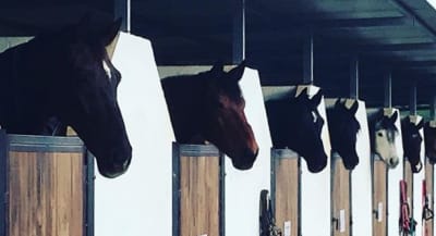 Veronica Winsents Dressage - hipica in Las Lagunas de Mijas