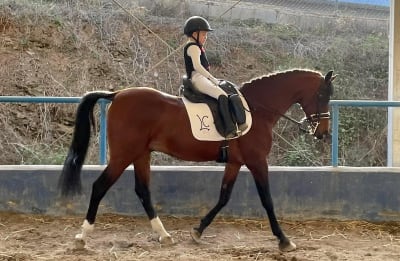 Centro de equitacion La Cartuja - hipica in Alhaurín el Grande