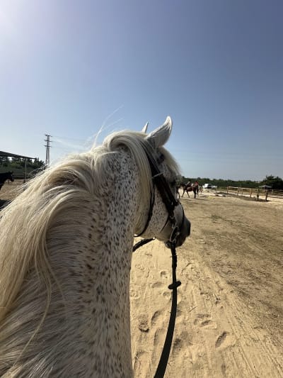 S.L Stables & Equestrian Academy - hipica in San Enrique de Guadiaro
