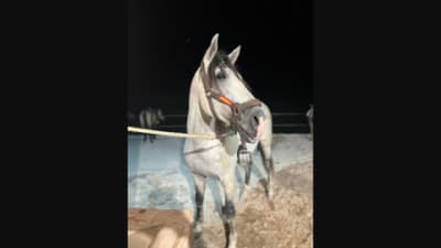 Hípica El Molinillo - hipica in Alcaucín