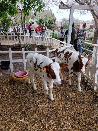 Granja Escuela Fuente Redonda - hipica in Las Pinedas