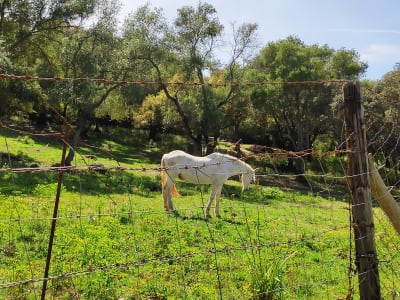 Yeguada Alpresa - hipica in Los Barrios