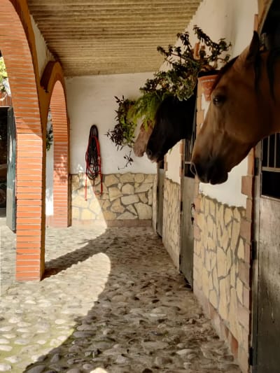 Picadero Fuente del Gallo - hipica in Conil de la Frontera