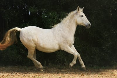 Reiterferien Andalusien Cortijo Que Cosita - hipica in Conil de la Frontera