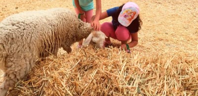 Granja Escuela Las Palmeras - hipica in Málaga