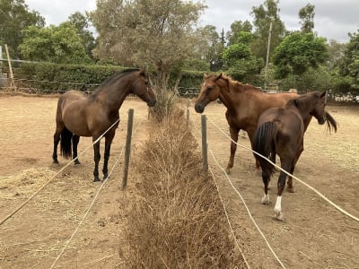 Finca El Algarrobo - hipica in Mijas