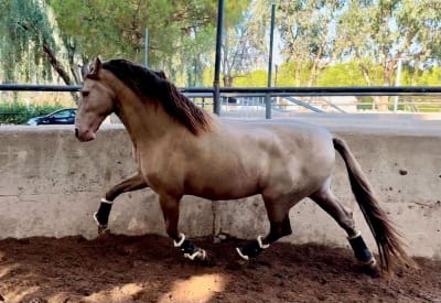 Yeguada Panadero - hipica in Maro