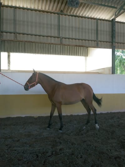 Finca La Yedra - hipica in Antequera