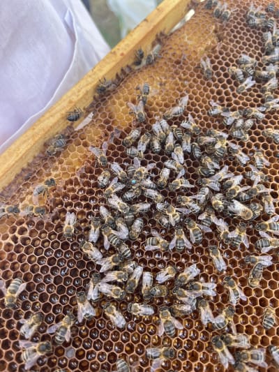 Cursos Apicultura - hipica in Moraleda de Zafayona