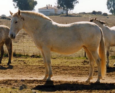 Yeguada Drago - hipica in Alcalá de Guadaíra