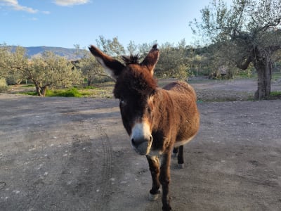 Hernan's Film Horses, S.L. - hipica in Tabernas