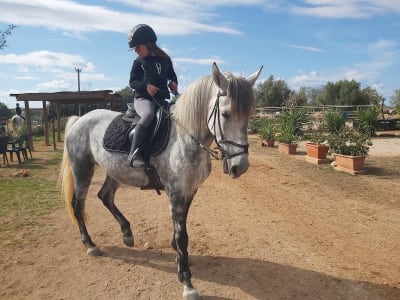 Club hipico Son Julia - hipica in Llucmajor