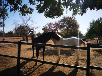 Equusmind Escola D'equitació Conscient - hipica in Marratxinet