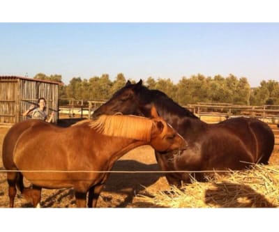 Asociación amigos del caballo El Corcel - hipica in Palma