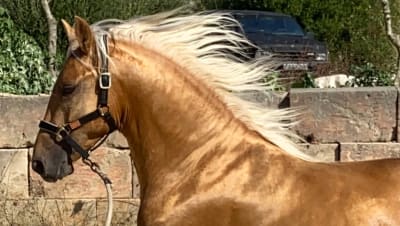 CSR CABALLOS SUÑER RIGO SPANISH P.R.E HORSES - hipica in Manacor