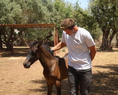 Yeguada de Sa Font - hipica 