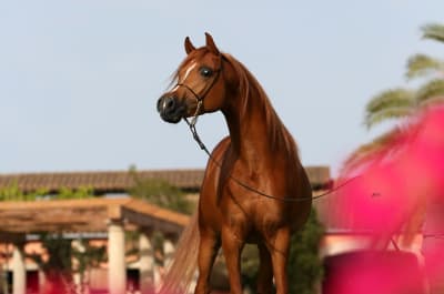BAUTISTA VICH STUD - hipica in Inca