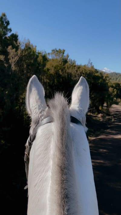 Centro Hipico La Esperanza - hipica in La Esperanza