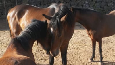 Horse and pony riding / Reiten / Rutas y paseos a caballo y poni Savvy Tenerife - hipica in Aguamansa