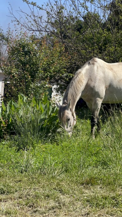 CLUB HÍPICO PARAÍSO DEL PINAR - hipica in Santa Cruz de Tenerife
