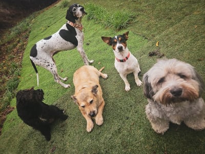 Tangoway School, La Granja de Yumi - hipica in Tegueste