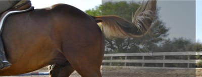 Zona Horses - hipica in Las Palmas de Gran Canaria