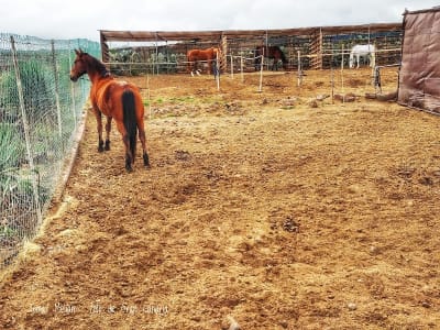 Centro Hípico Lomo Salas - hipica in Telde
