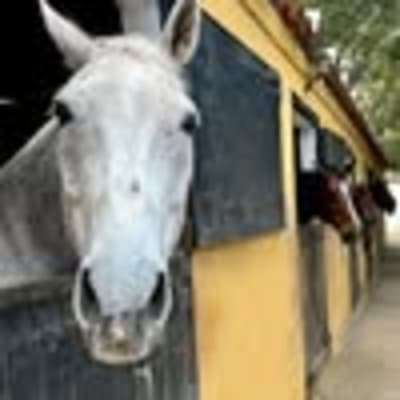 Centro Hípico el Cedron - hipica in Telde