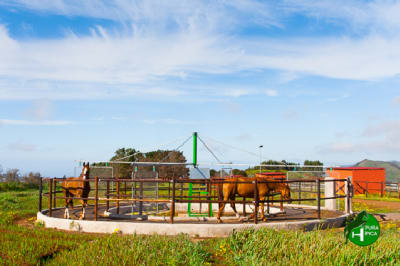 Söllheim Sports - hipica in La Laguna