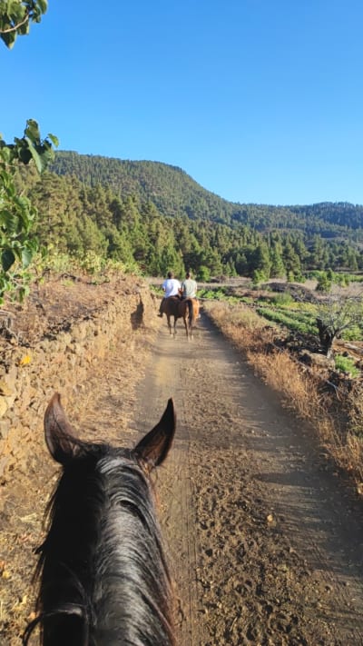 Yeguada J.J.Ramos - hipica in Los Llanos