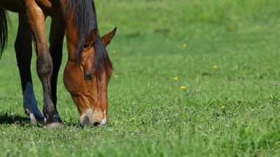 Caballos Para Crecer - hipica in Las Palmas de Gran Canaria