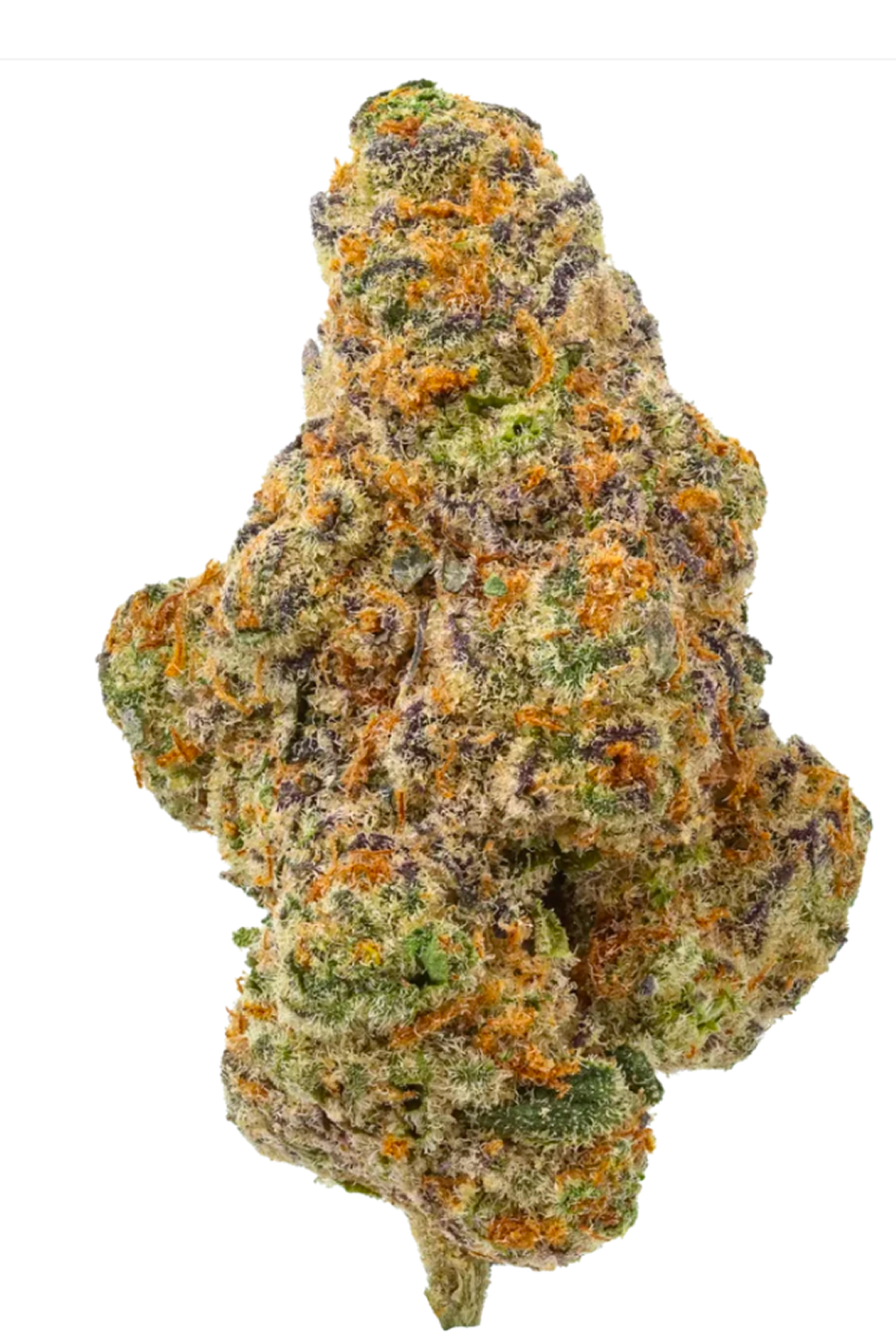 Glitter Bomb