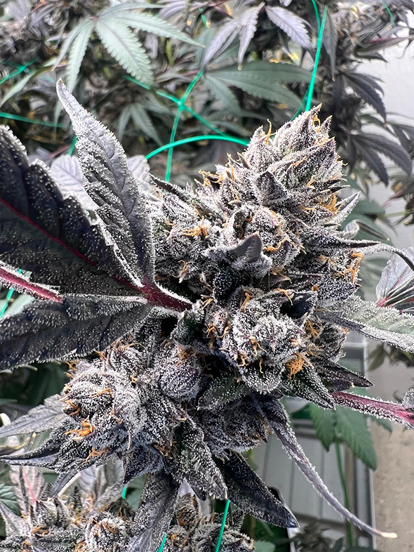 Imperial Hemp Supply grow operation