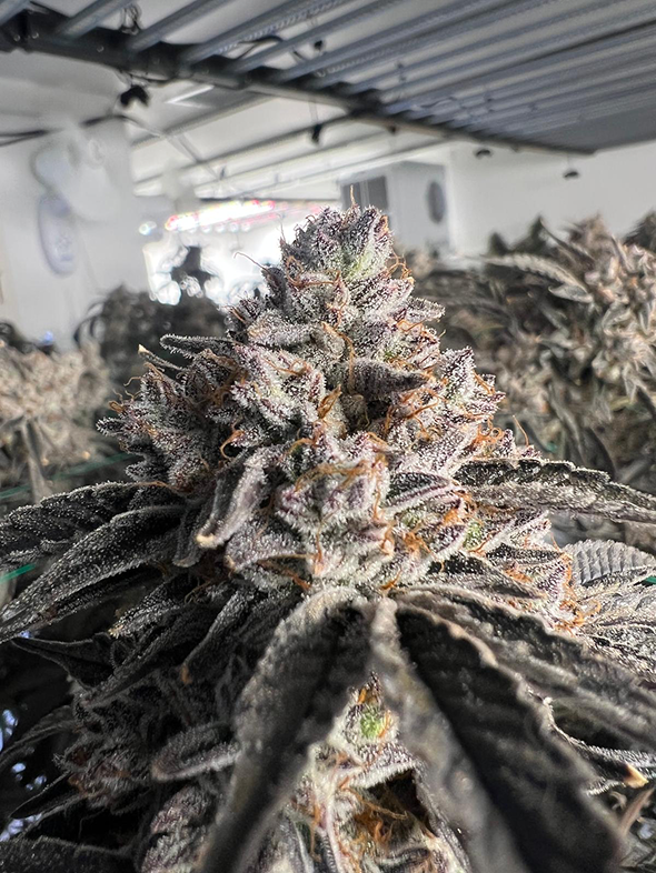 Imperial Hemp Supply cultivation