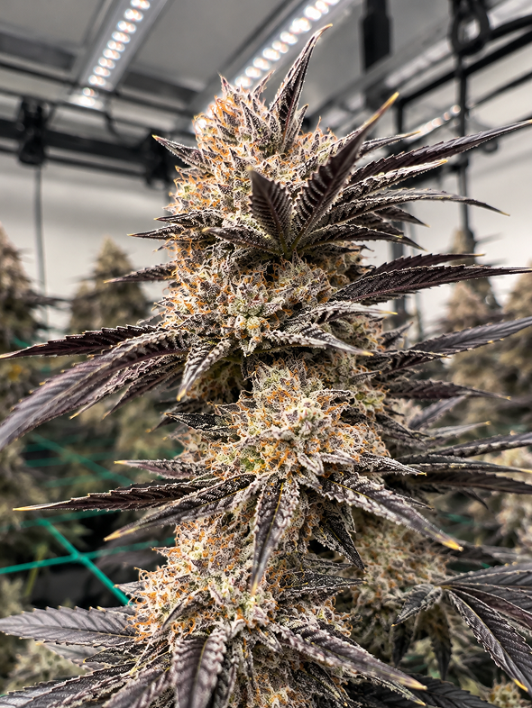 Cannabis flower cultivation