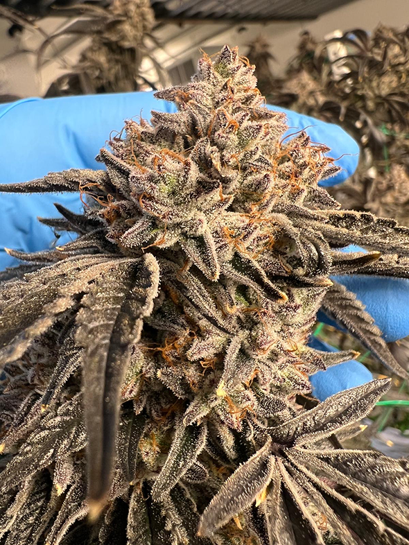 Cannabis flower inventory