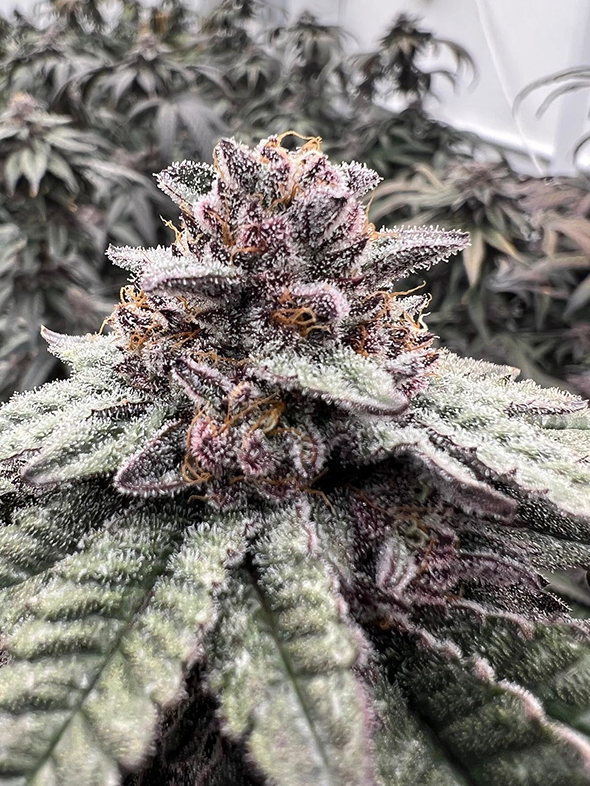 Premium cannabis flower