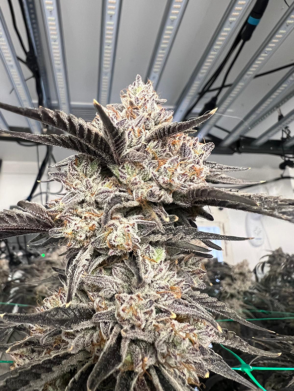 Premium flower grow operation