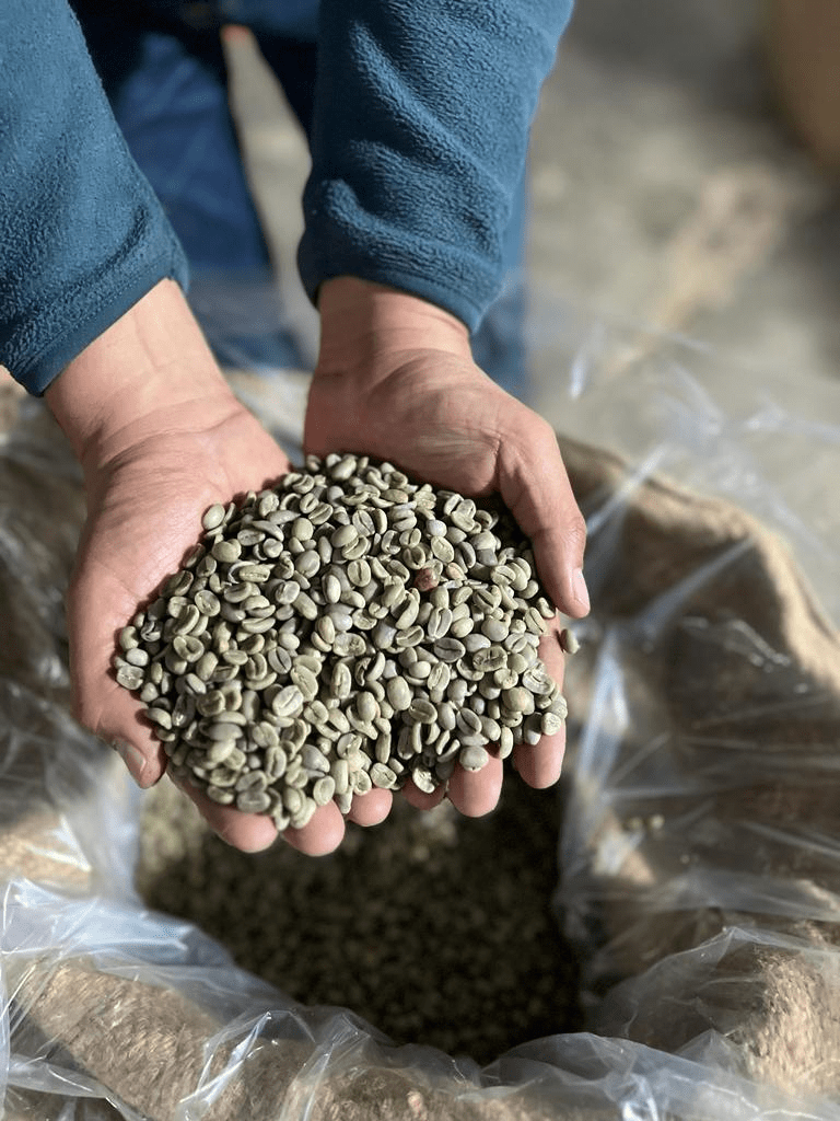 Café verde oro europea - 0