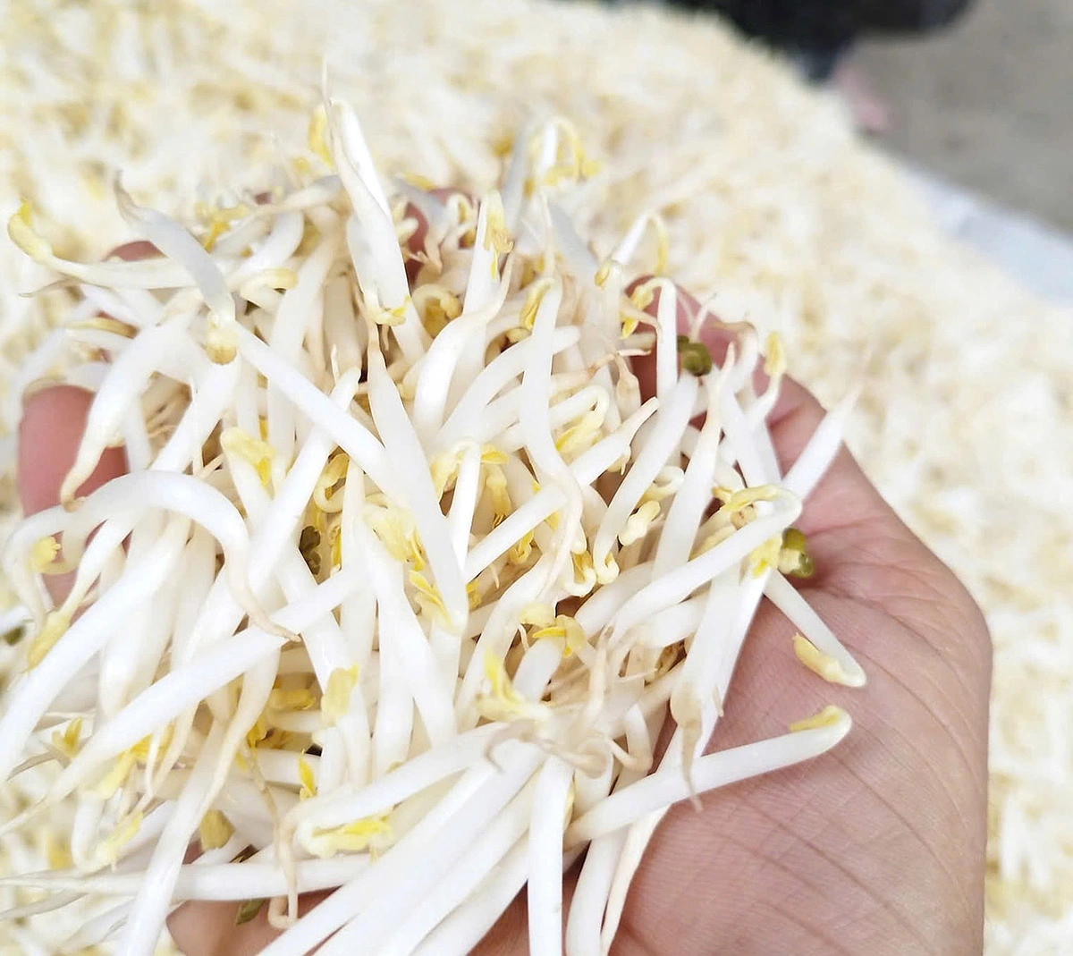 Phân Biệt Thực Phẩm  Nhiễm Hóa Chất