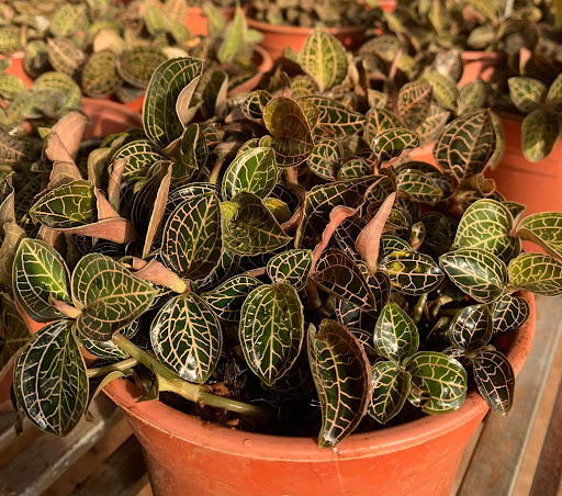  Tác Dụng Của Lan Kim Tuyến
