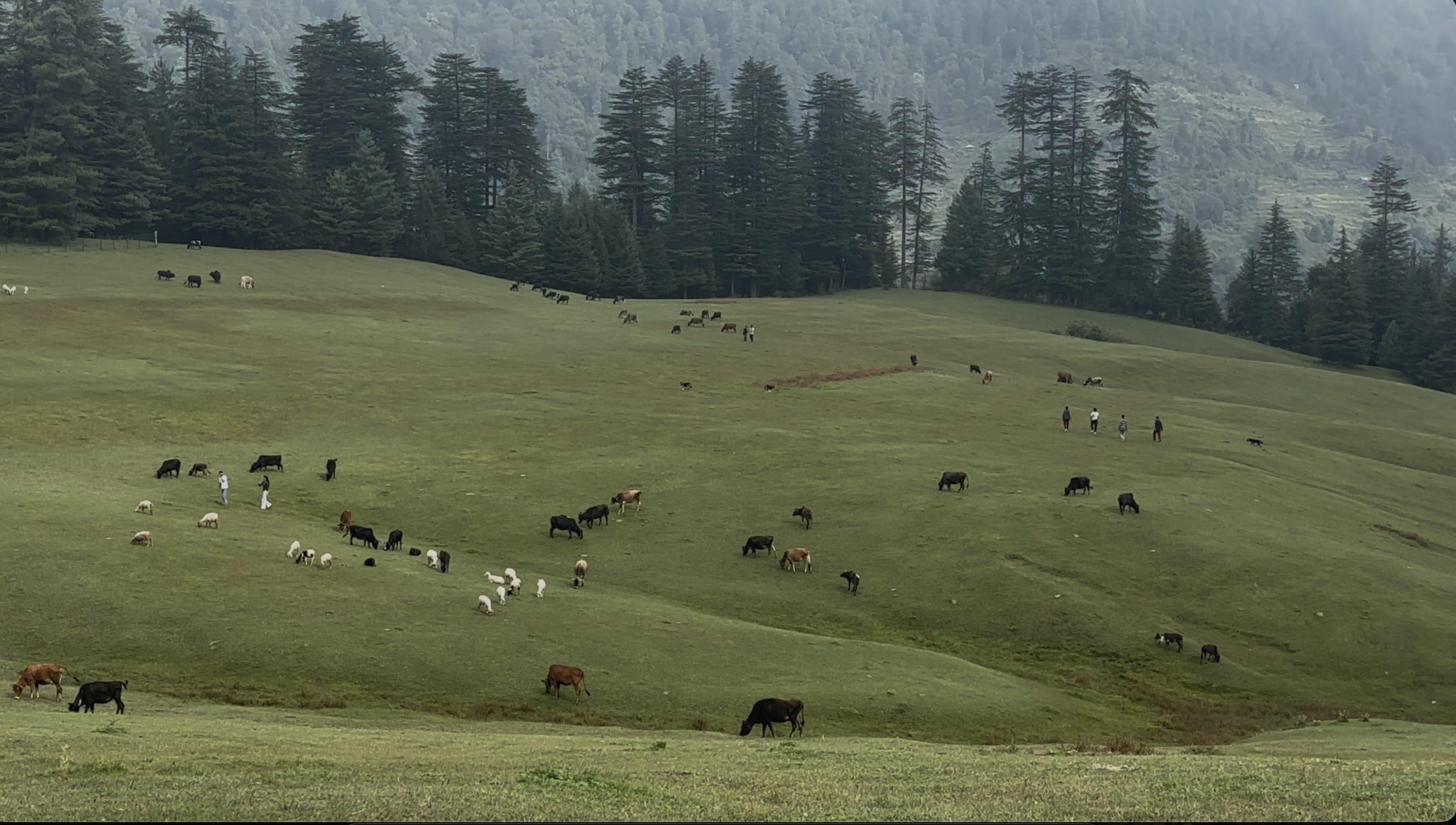 Shangarh Meadows