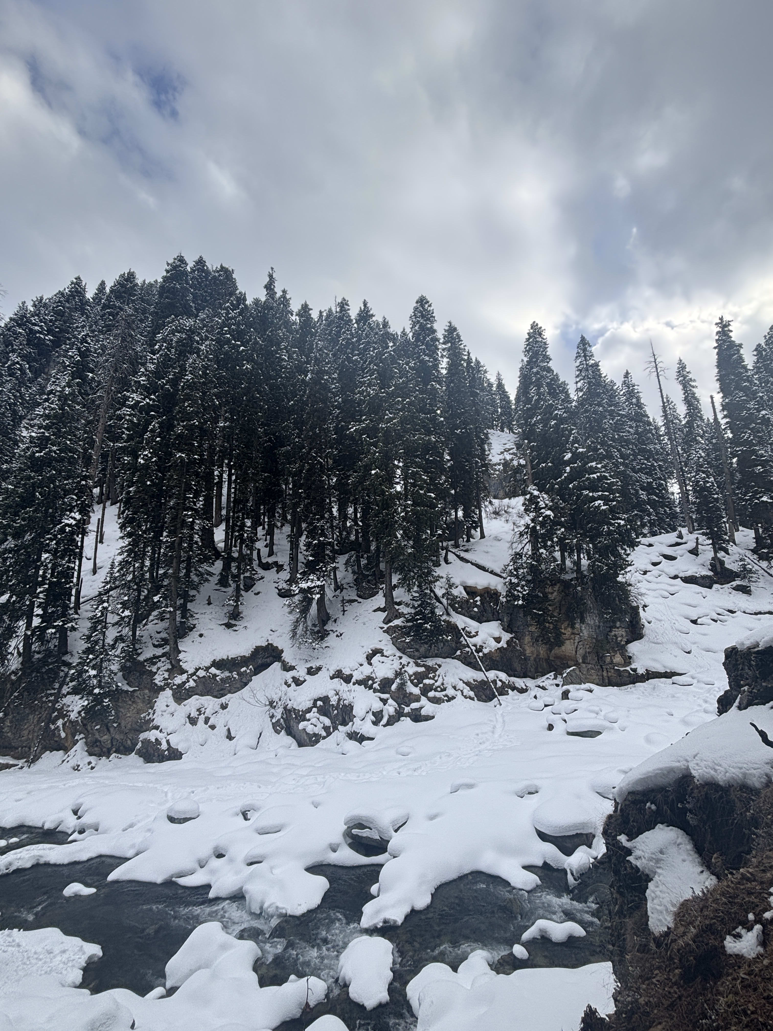 Snow and pines at Doodhpathri