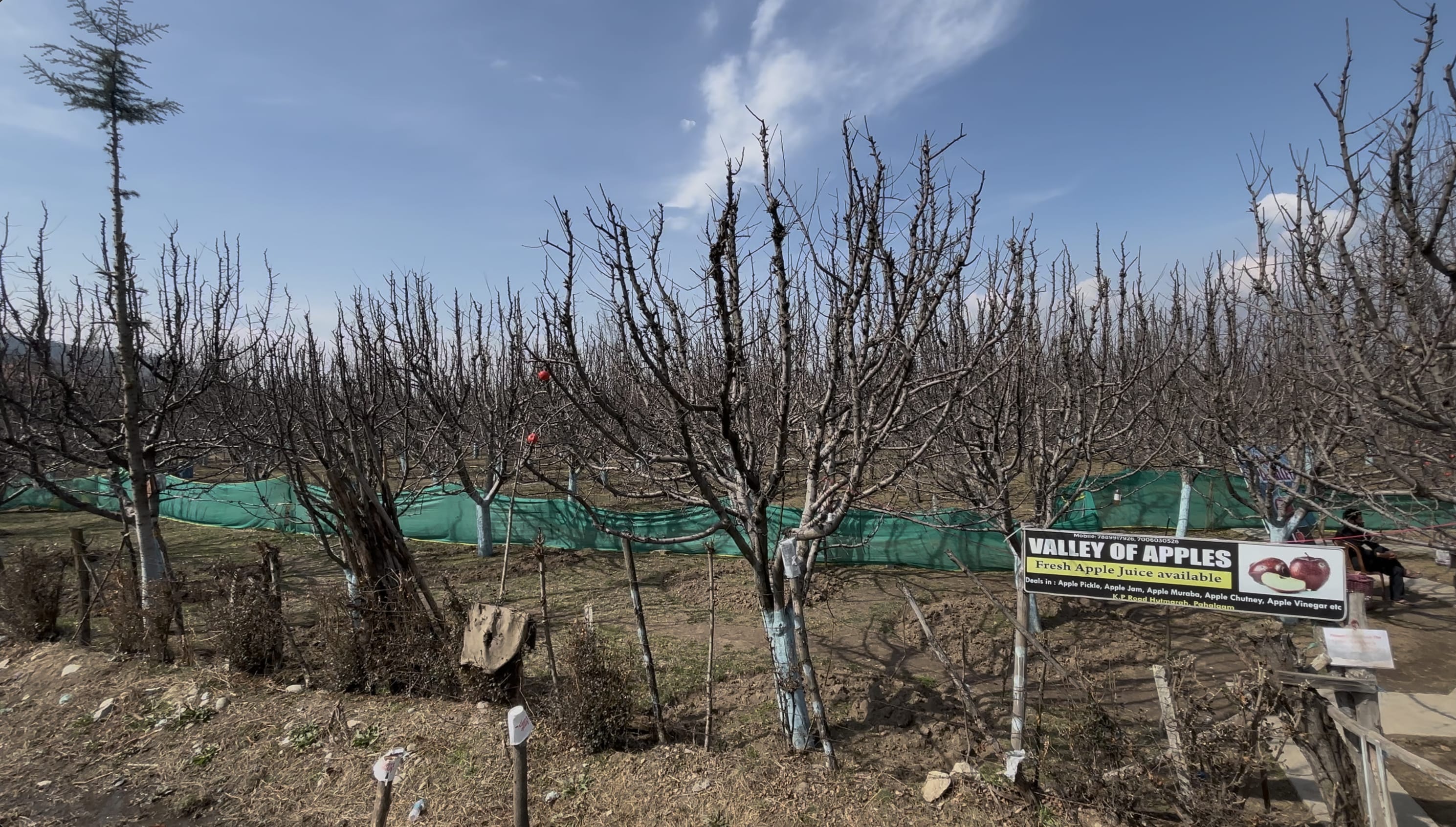 Apple orchards