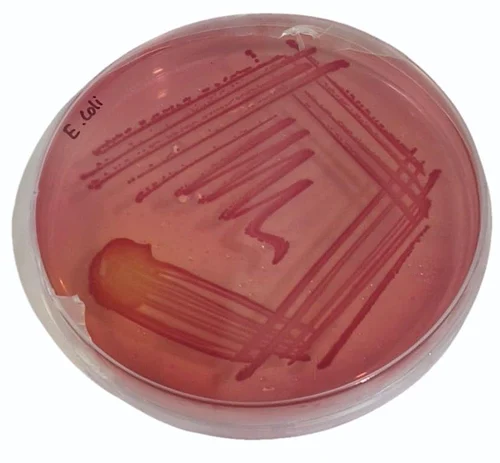 Bi-Plate Blood - MacConkey Agar Plates