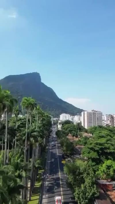 Alameda de palmeiras imperiais do Jardim Botânico, vista de drone