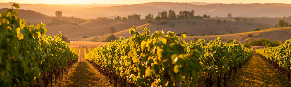 Vinmarker i sydspanien