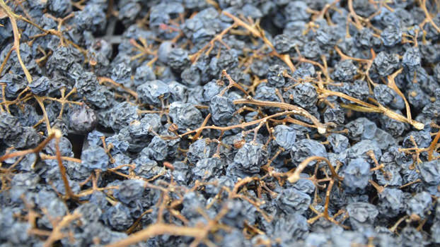 Corte Canella Amarone della Valpolicella 2011 Corte Canella Amarone della Valpolicella 2011